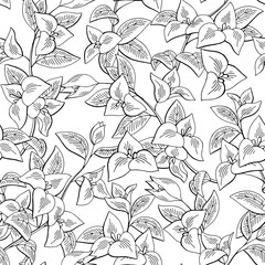 Bougainvillea flower black graphic coloring seamless pattern background sketch illustration vector