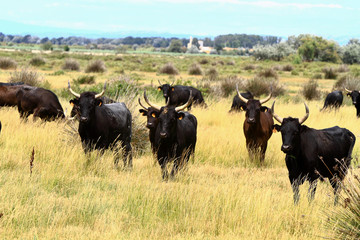 taureau Camargue