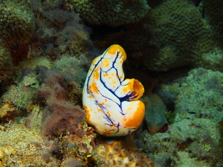 Sea squirt