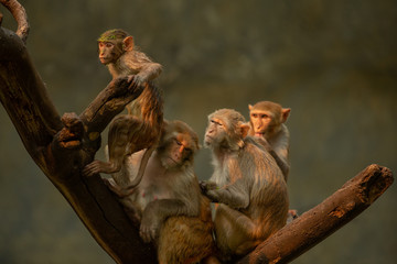 Obraz premium Monkeys