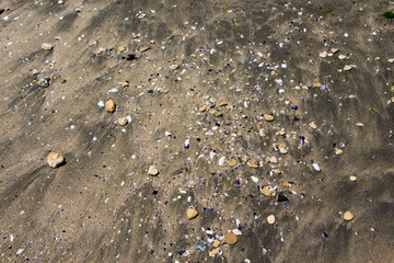 Sand texture with sea shells. Dark golden sand texture with sea shells.