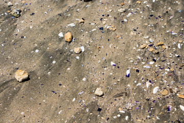 Sand texture with sea shells. Dark golden sand texture with sea shells.