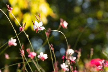 flor do campo