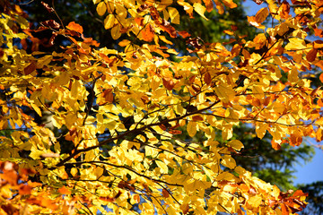 Autumn forest landscape on a sunny day