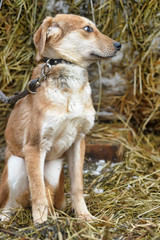 scuffed light brown dog half-breed on a background of hay