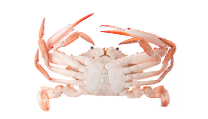 cooked crab prepared isolated on white background