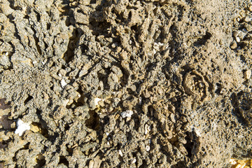 invertebrate, wildlife and nature - close up of hard stony coral