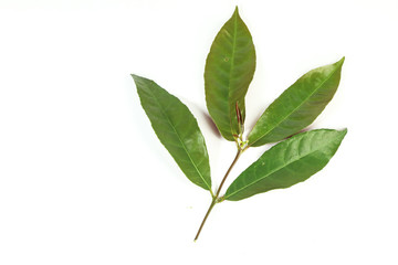 Leaf Picara Close up