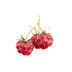 Red raspberry berry on isolated white background close up