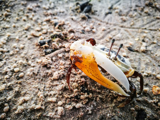 Fiddler crab walking in the mangrove forest , Koh Yao Yai , Thailand , Asia