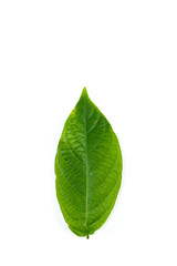 Obraz premium Leaf Rangoon Creeper Close up