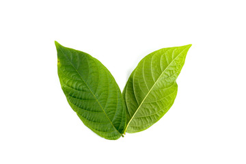 Leaf Rangoon Creeper Close up