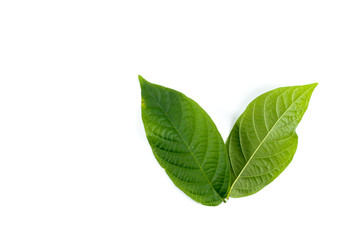 Leaf Rangoon Creeper Close up