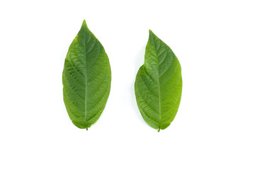 Leaf Rangoon Creeper Close up