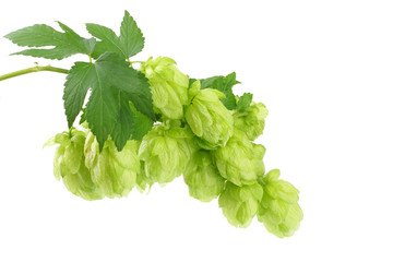 Hop cones isolated on white background. Beer brewing ingredients. Beer brewery concept. Beer background.