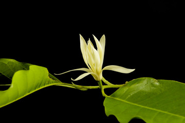 White champaka Close up Black background