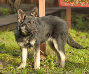 Naklejka premium shepherd puppy on grass background