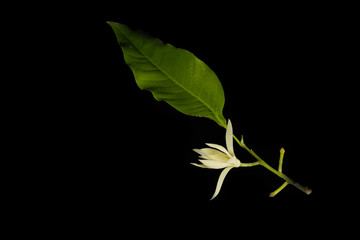 White champaka Close up Black background