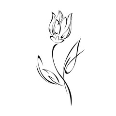 stylized Tulip flower with leaf in black lines on white background