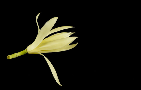 White champaka Close up Black background