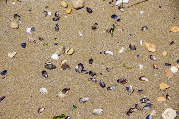 Sand texture. Sandy beach with sea shells for background.