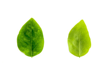 Fototapeta premium Leaf Star gooseberry Close up 