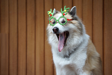 Funny christmas decoration on mixbreed dog head