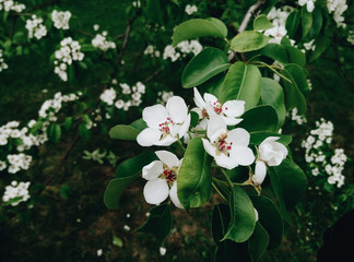 Beautiful blooming cherry tree with white flowers