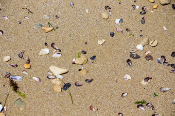 Sand texture. Sandy beach with sea shells for background.