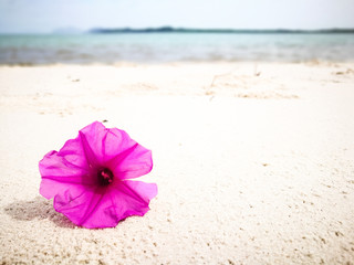 Beautiful purple flower fell on beach at Koh Yao island