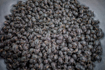 Insect Vang Vieng Lao
