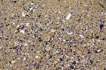 Sand texture. Sandy beach with sea shells for background.