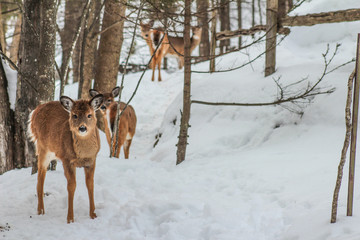 deer in the forest in winter