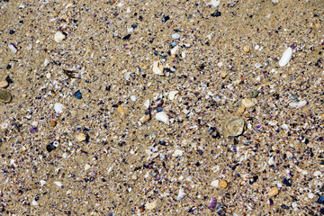 Sand texture. Sandy beach with sea shells for background.