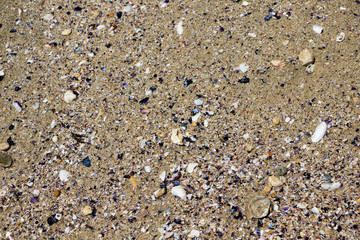 Sand texture. Sandy beach with sea shells for background.