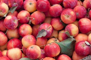 closeup of fresh red tomatoes as a background