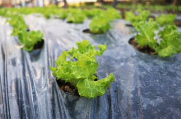 Farm-grown lettuce little ground covered with a plastic bag.
