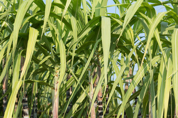Obraz premium sugarcane plants grow in field