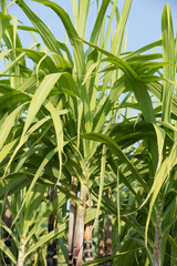 sugarcane plants grow in field