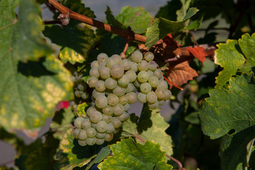 Grapes