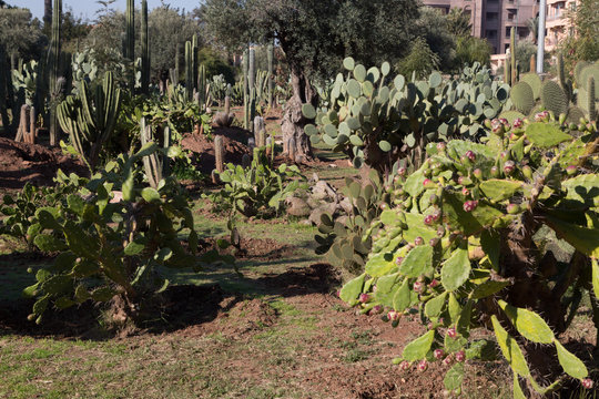 Parc El Harti in Marrakesch in Marokko