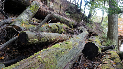 京都の自然：倒木