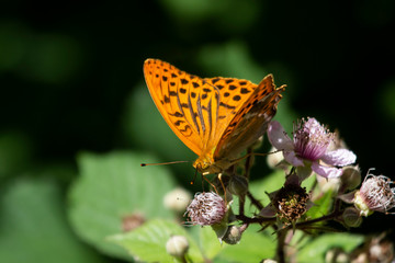 Fototapeta na wymiar silver-washed fritillary butterfly on blackberry