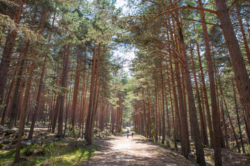 Fototapeta premium path in forest with little girl and woman walking or hiking in Guadarrama Natural Park (Navafria, Segovia, Spain)