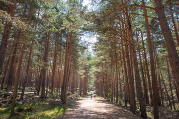 path in forest with little girl and woman walking or hiking in Guadarrama Natural Park (Navafria, Segovia, Spain)