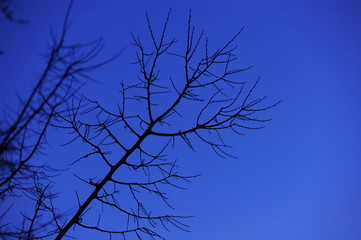 árbol atardecer