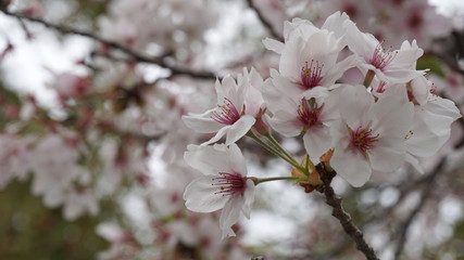桜