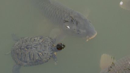 池の鯉と亀
