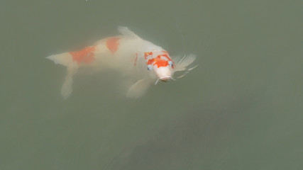 池の鯉