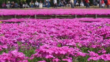 羊山公園の芝桜：マックダニエルクッション